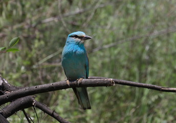 European Roller on branch, Coracias garrulus