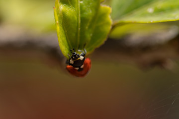 macro photography of lady bug on a tree, nature