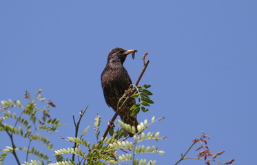 Common Starling in spring, Sturnus vulgaris