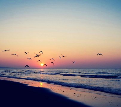 Birds Flying Over Beach Against Sky During Sunset © iliyah berry/EyeEm