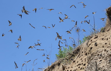 Colony of swallows in flight, Sand Martin breeding, flock of birds, riparia riparia  