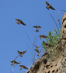 Colony of swallows in flight, Sand Martin breeding, flock of birds, riparia riparia  