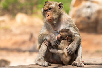 monkey feeding her baby, convey true love between mother and child, Khao Nor, Nakhon Sawan, Thailand