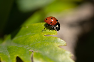 macro photography of lady bug on a tree, nature © kadi.production