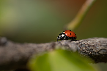 Obraz premium macro photography of lady bug on a tree, nature