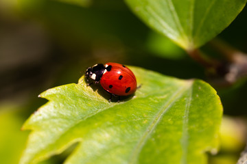 macro photography of lady bug on a tree, nature