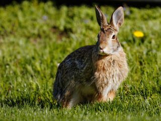 Wild bunny visiting