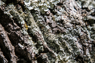 tree bark texture