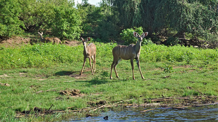 Curious kudu antelopes stand on the banks of a river in Chobe Park. Beautiful brown fur with white stripes, very large ears. Around the green grass and the jungle. Botswana.
