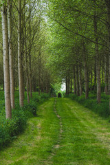 Fototapeta premium path in the woods