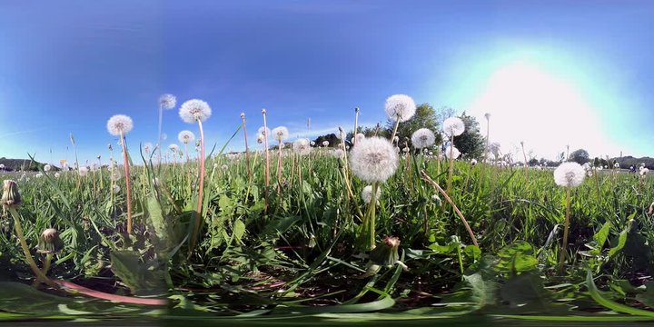 360VR, Wiese mit L&ouml;wenzahn und Pusteblumen, Taraxacum, VR360