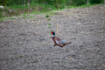 Naklejka premium ring necked pheasant or young male phasianus colchicus fagiano strutting or running across the grass in Italy state symbol of South Dakota.