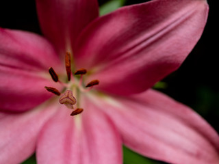 Fototapeta na wymiar 赤い百合の花