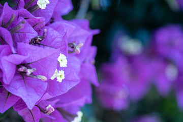 purple flower closeup macro photo