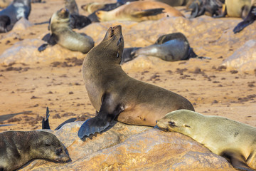 Obraz premium The fur seal rookery