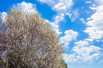 Light clouds over blooming land