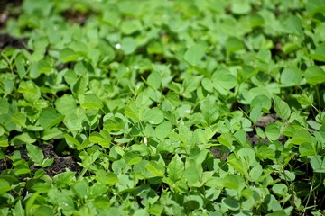 Green leaves background