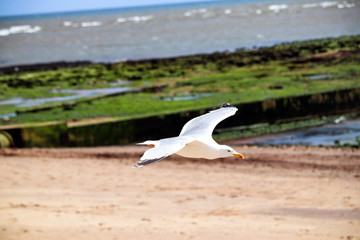 Flying seagull at the beach
