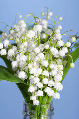 Bouquet of spring flowers, lilies of the valley on a blue background