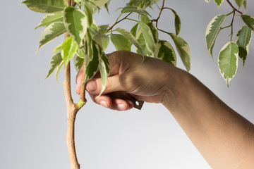 Woman hand holding ficus branch with removed part bark to produce offshoot on trunk to make root on...