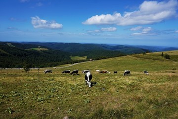 Panorama of Le Hohneck mountain with Vosges Cattle and hilly landscape