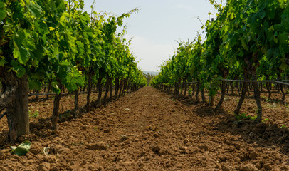 Fototapeta na wymiar Vineyard Ready to Produce Wine