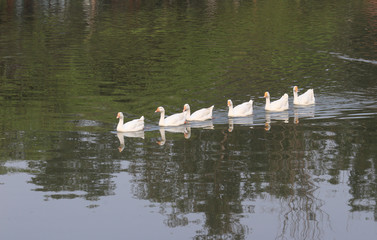 Ducks in Sanjay Lake Park, Trilokpuri, New Delhi, India