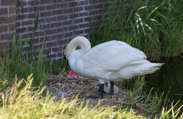 swam with young baby swan