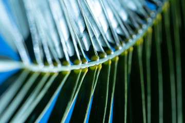 close up of palm leaf