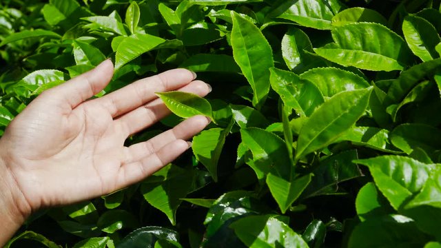 Woman's hand touching green tea leves at plantation