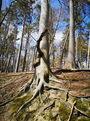 Obraz premium Spaziergang