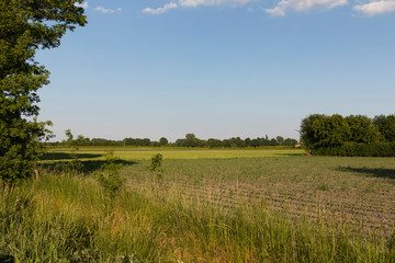Fototapeta premium A dutch landscape on a sunny day in Eersel, The Netherlands. Trees, greenery and grass growing during spring, creating an idyllic scenery