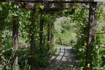 cool shade made by vine plants