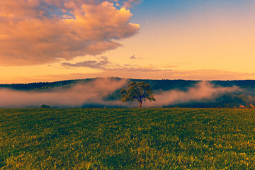 Baum auf Wiese mit Nebel im Abendrot