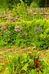 Fototapeta na wymiar A beautiful colourful farmers garden, typical for Germanys countrysides