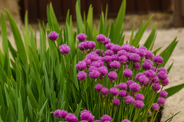 Armeria maritima plants aka "lady's cushion", "thrift", or "sea pink" with pink flowers growing along the garden path.