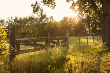 A big rustic wooden gate in a rural area in The Netherlands. A Dutch countryside surrounded by grass and greenery during golden hour sunset creating an idyllic scenery