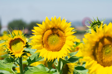 Fototapeta premium Campo de girasoles