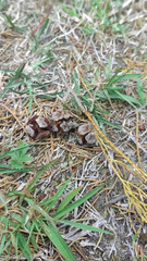 green grass background