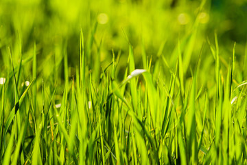 Close-up photo of fresh green grass in sunlight. Springtime background. Selective focus