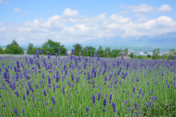 Fototapeta premium lavender farm in early summer 