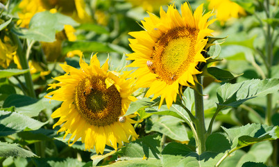 Campo de girasoles