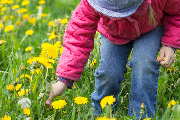 Child hand gathering dandelions on meadow in summer park