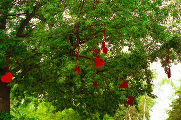 A large lush green tree with bright red hearts. Hearts on a tree.