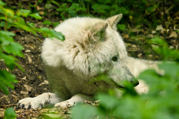 A beautiful white wolf with a warm pelt is hiding behind green plants and looking curious