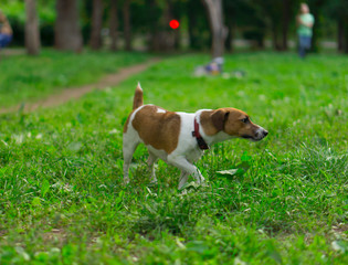 Dog Jack Russell Terrier walks on the green grass. A domestic dog walks on the grass.