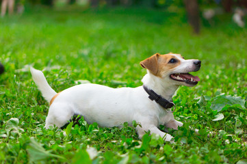 Dog breed Jack Russell Terrier, lying on the green grass. The domestic dog executes the command to...