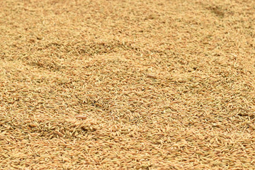 Paddy rice after harvesting rice.