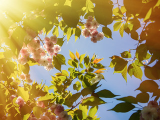 Sakura cherry flowers in the warm rays of the sun. Floral spring background. - 351935086