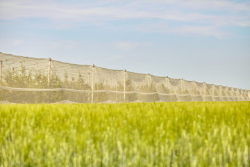 greenhouse hydroponic farm full of trees, plant base food ingredient.